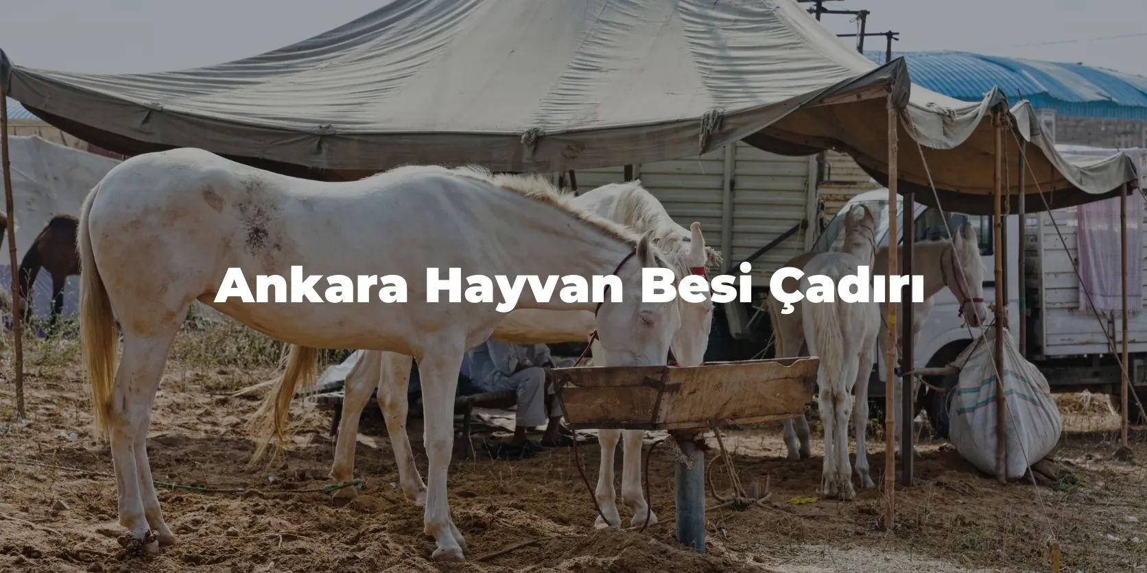 Ankara Hayvan Besi Çadırı