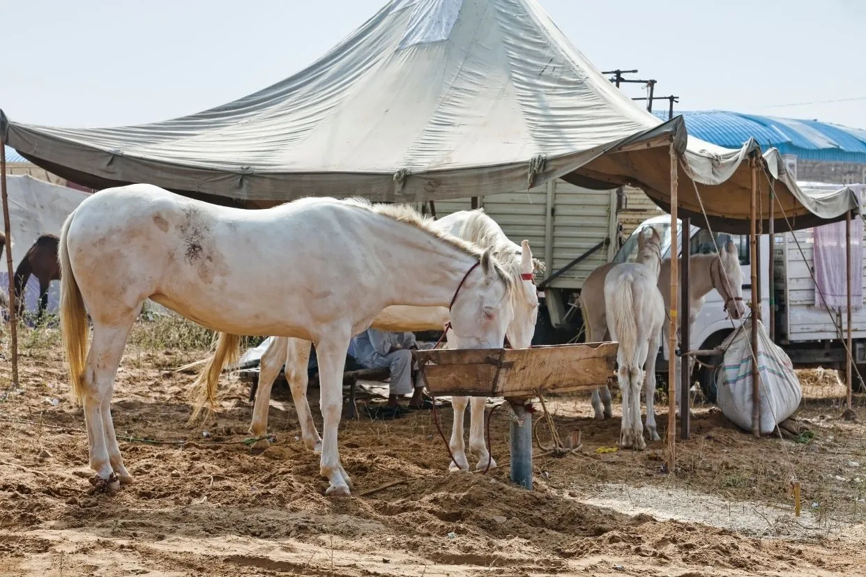 Hayvan Besi Çadırı